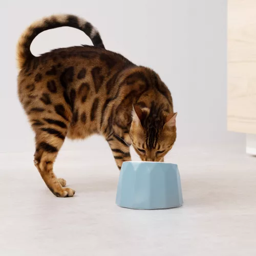 Bol inclinat din ceramica pentru animale de companie Navaris, Albastru, 55230.04