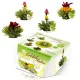 Set ceai infloritor Creano ErbluhTeelini pentru cana, 8 bucati (4 arome), ceai verde