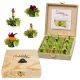 Set cadou ceai infloritor Creano ErbluhTeelini, 12 bile, 4 sortimente, ceai verde, cutie din lemn